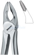 Incisors and Bicuspids 35N