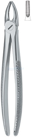Incisors and Bicuspids 1