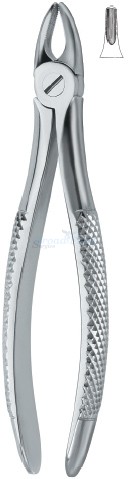 Incisors and bicuspids 37